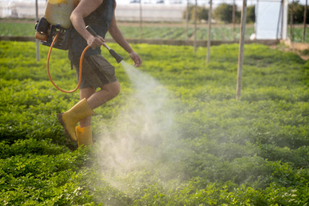 Best Best Pest Control Companies  in Ringgold, LA