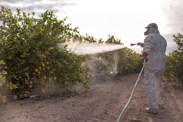 Professional Pest Control in Ringgold, LA