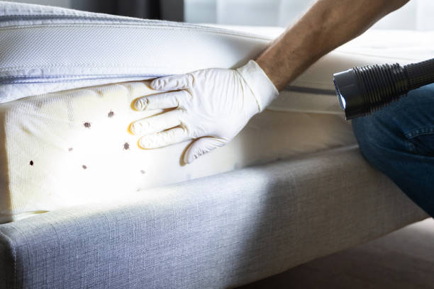 Best Cockroach Control Services  in Ringgold, LA