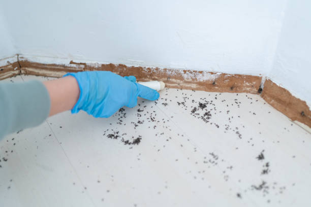 Best Exterminator Services  in Ringgold, LA